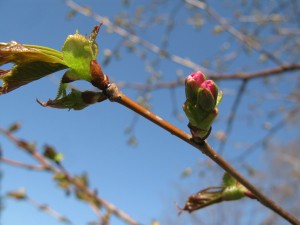 「桜情報」の画像