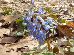 エゾエンゴサク