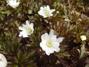 キクザキイチゲ