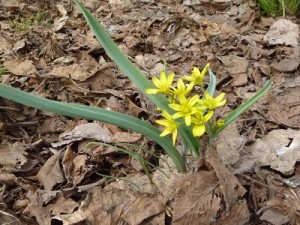 キバナノアマナ