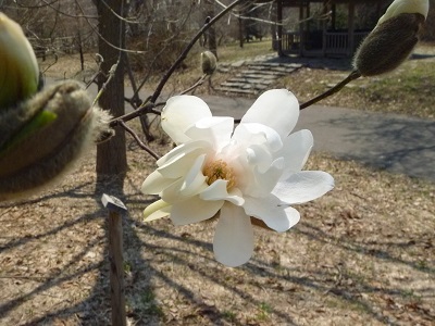 「春の週末の前田森林公園」の画像