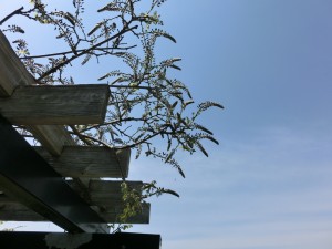 「フジの様子、ライラック開花、カモメなどなど」の画像