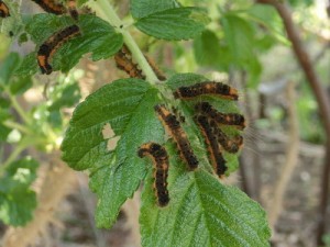 「昆虫、ドクガなど」の画像