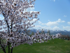 「本日のパークゴルフ場」の画像