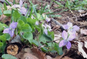 「スミレ」の画像