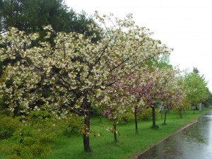 「緑色？のサクラ、ギョイコウ」の画像