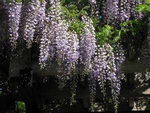 「6月2日のフジ」の画像