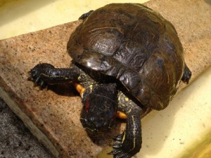 「またまた珍客あらわる・・・」の画像