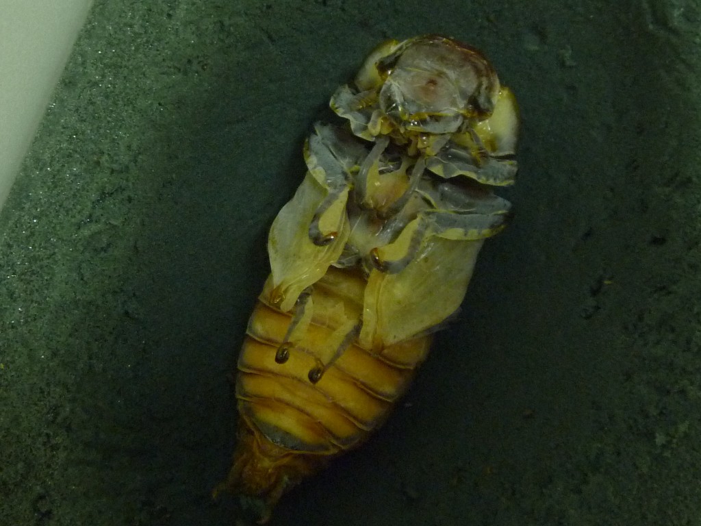 「いろいろなクワガタ＆カブトムシを展示中（続編）」の画像