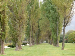 「木々の様子」の画像