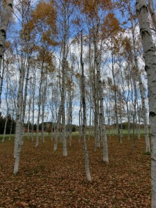 「シラカバ林の整備」の画像