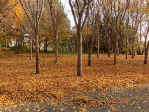 「落葉」の画像
