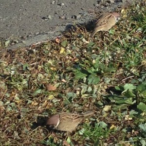 「スズメ、カナール、紅葉もう少し」の画像