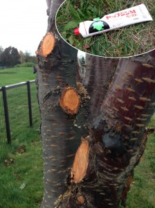 「サクラ等の剪定について」の画像