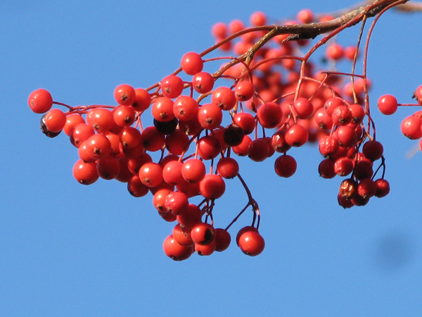 「ナナカマドの赤、シラカバの白」の画像