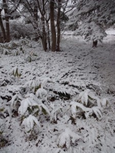 「11月14日パークゴルフ場休場のお知らせ」の画像