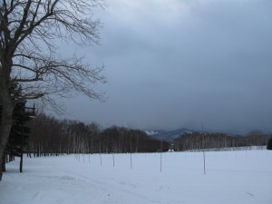 「ヒヨドリのおなか」の画像