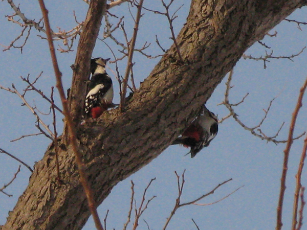 「朝からエゾアカゲラ！」の画像