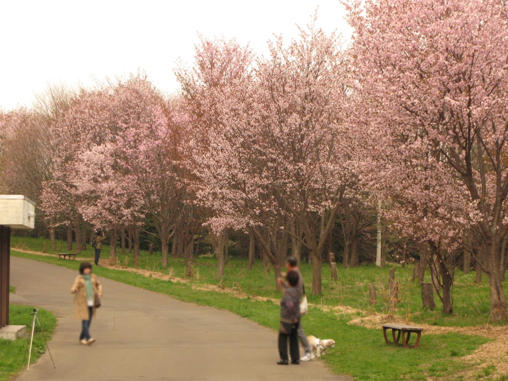 「エゾヤマザクラ満開です」の画像