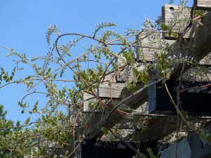 「フジの開花情報」の画像