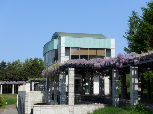 「フジの開花状況」の画像