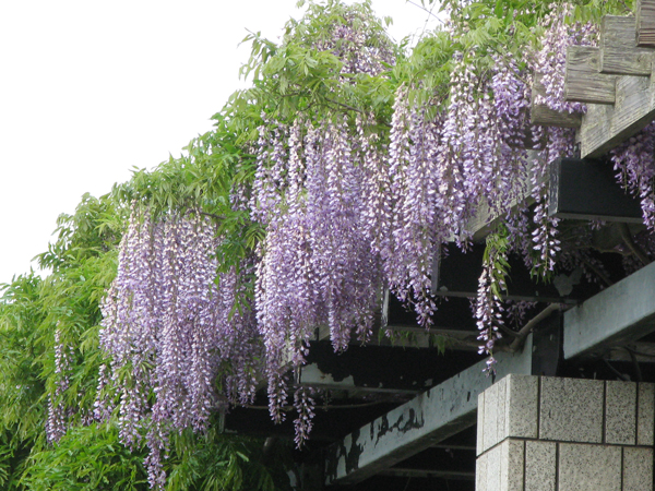 「藤の花、まだまだ見られます」の画像