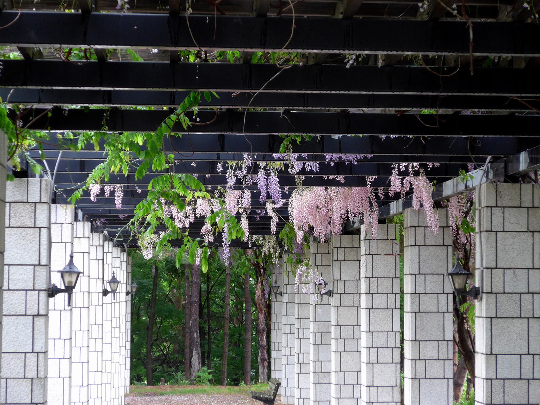 「6月5日の藤棚」の画像