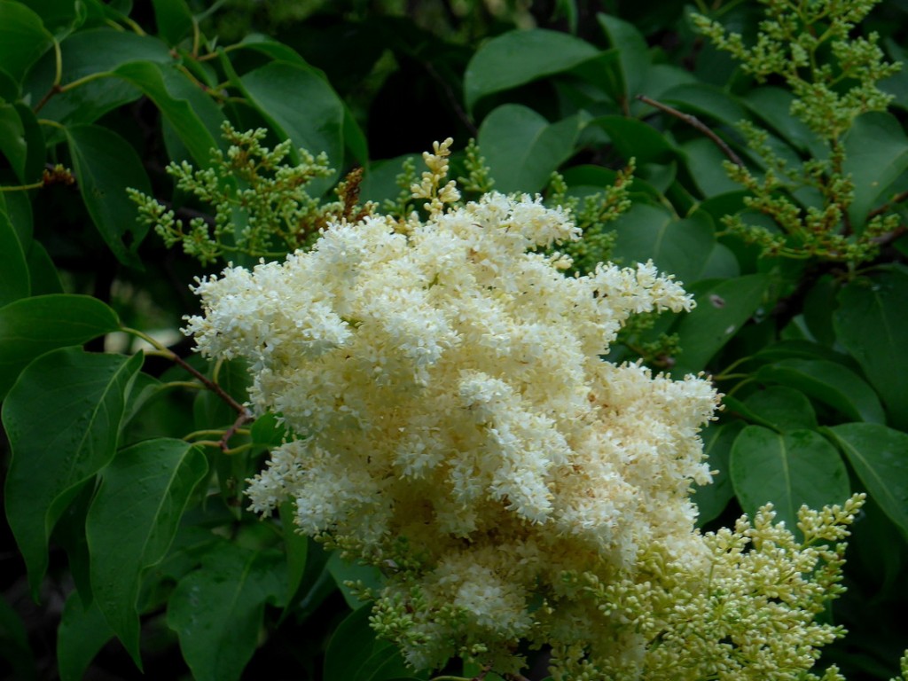 「ハシドイが満開です」の画像