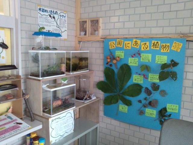 「秋の実パネルと、トンカチ広場」の画像