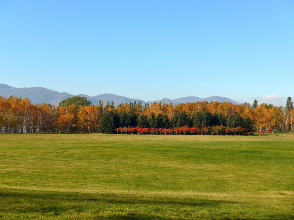 「紅葉の様子」の画像