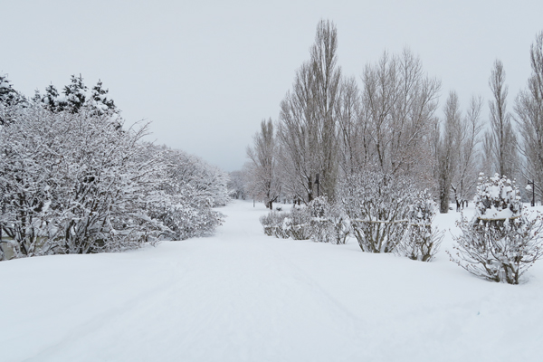 「冬の散策路」の画像