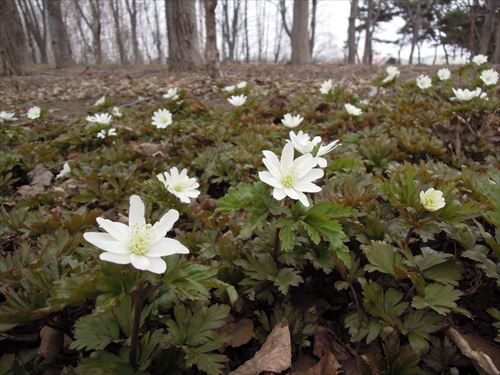 「森林の中の開花情報」の画像