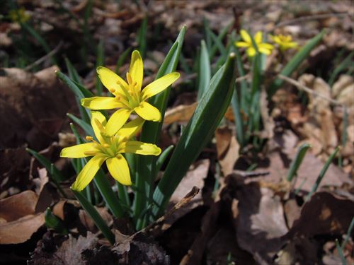「スプリングエフェメラルの便り」の画像