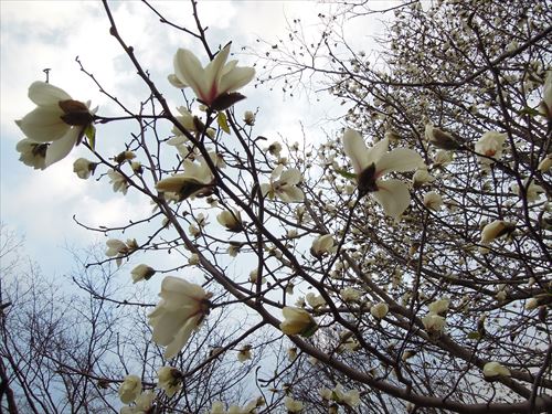 「キタコブシ 開花しています」の画像