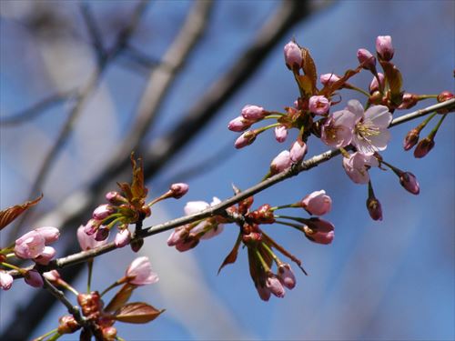 「サクラが咲き始めました」の画像