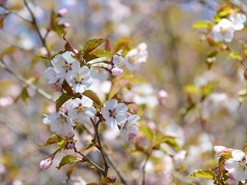 「園内のサクラとカナールの様子」の画像