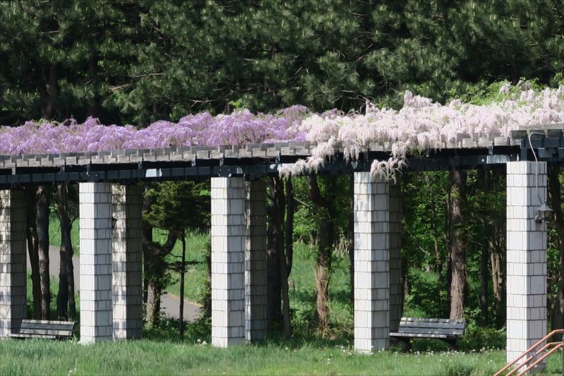 「フジの開花状況」の画像