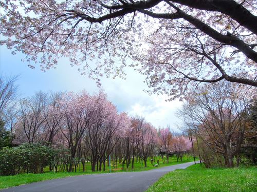 「サクラと園内の様子5/4(水)」の画像