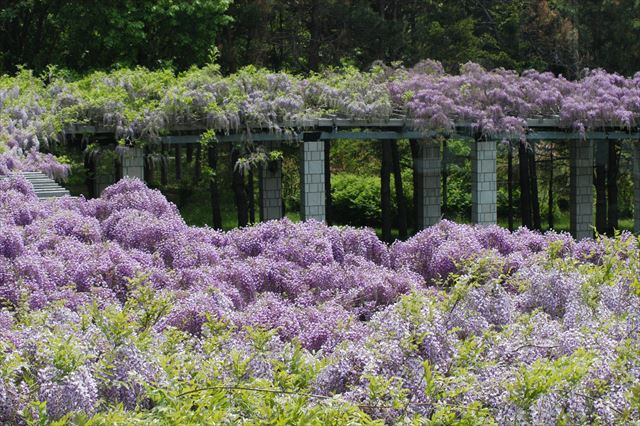 「フジの開花状況 5/24(火)」の画像