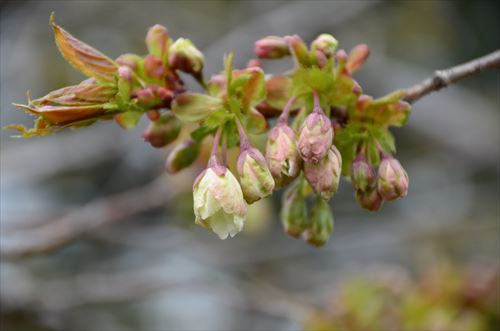 「ギョイコウ 開花まであと一息」の画像