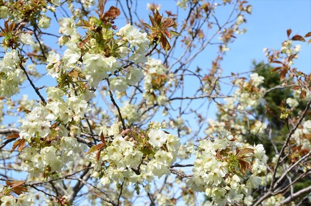 「ギョウコウ見ごろです」の画像