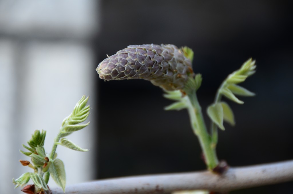 「フジの開花状況　5/13(金)」の画像
