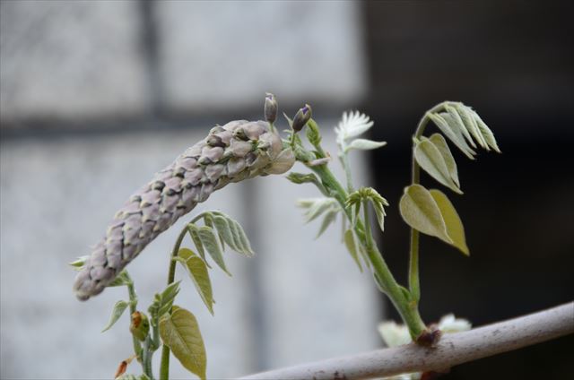 「フジの開花状況 5/16(月)」の画像