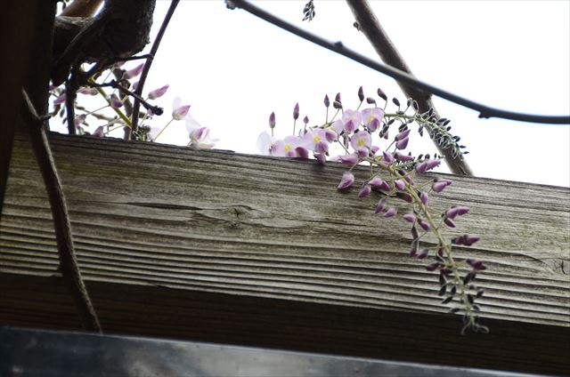 「フジ　ごく一部が開花し始めました」の画像