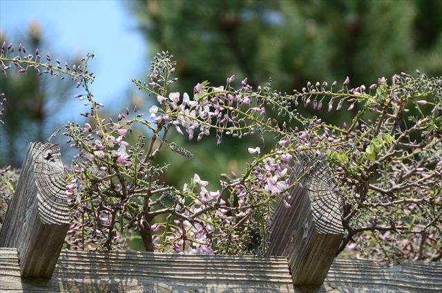 「フジの開花状況 5/18(水)」の画像