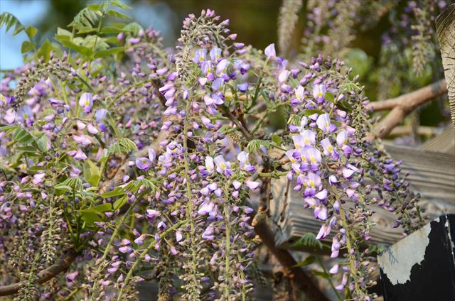 「フジの開花状況　5/20(金)」の画像