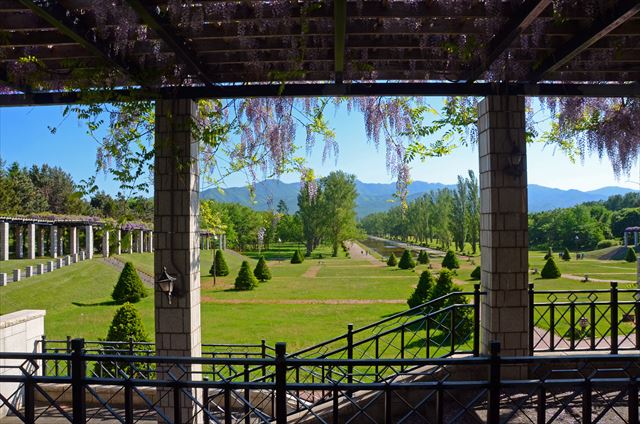「フジ　満開です」の画像