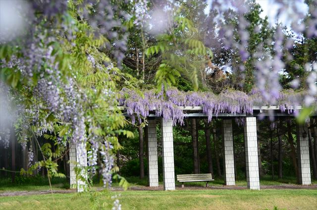 「6/4(土)・5(日)は前田森林公園ふじまつりへ♪」の画像