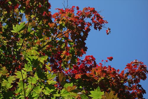 「秋の森ときのこ」の画像
