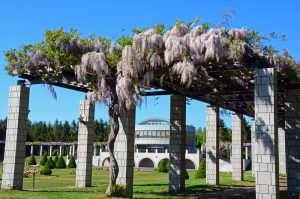 大パーゴラの写真1